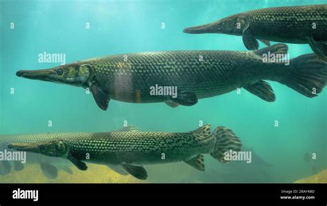 Alligator gar (Atractosteus spatula), Close up of alligator gar, Crocodile fish, Alligator gar ...