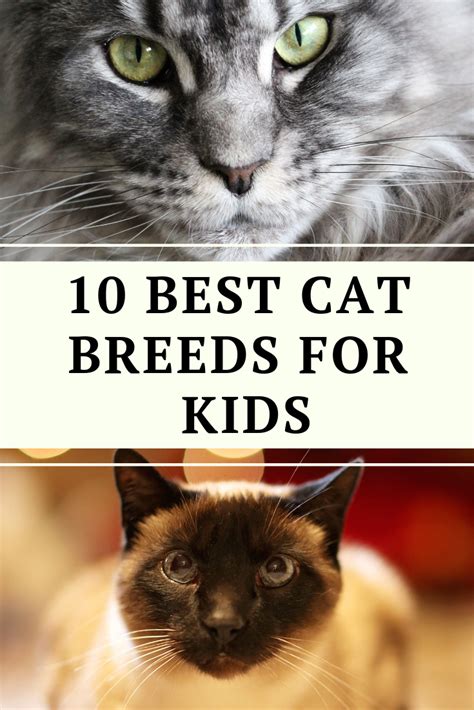 10 Best Cat Breeds For Kids | Best cat breeds, Cat breeds, Cool cats