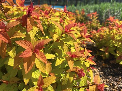 Landscaping With Magic Carpet Spirea | Blog | Arbor Valley Nursery