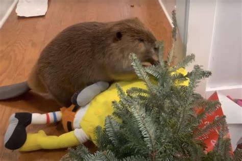 Watch a rescue beaver build a dam inside a house - Upworthy