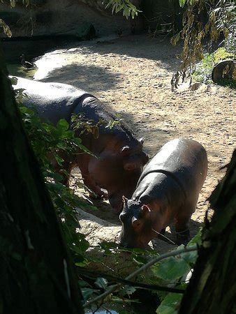 Erlebnis Zoo Hannover (Germany): Top Tips Before You Go (with Photos ...