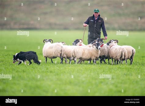 What Do Border Collies Herd