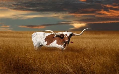 Pet animal cow in grassland | HD Wallpapers Rocks | Animals, Longhorn ...