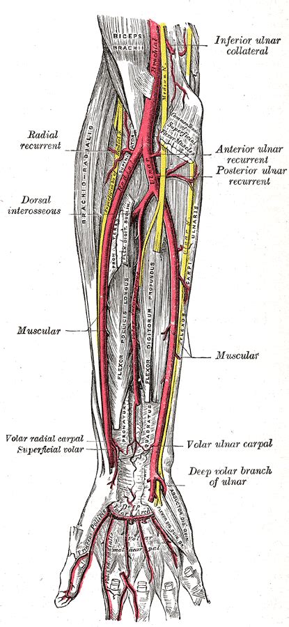 Ulnar Artery – howMed