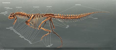 ArtStation - Carnotaurus Skeleton Study