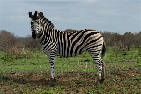 Plains Zebra - Wildlife Vagabond