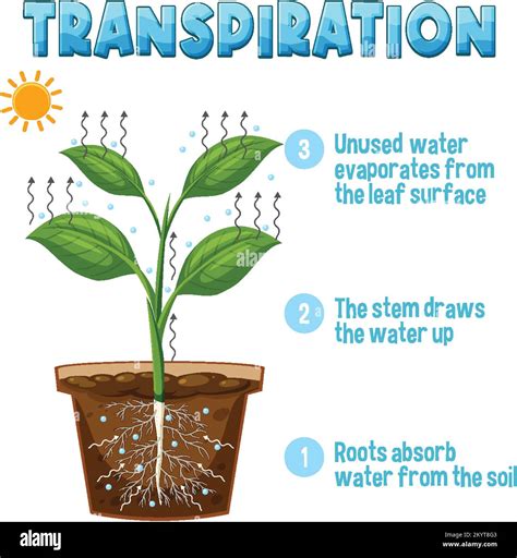 Diagram Showing Transpiration Plant Illustration Stock, 52% OFF