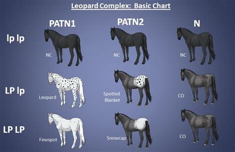 Pin by real talk on horse color chart | Horse coat colors, Horse color ...