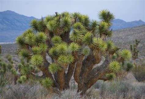 Desert yucca plant stock photo. Image of landscape, close - 14084220