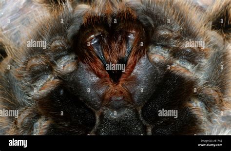 Tarantula fangs hi-res stock photography and images - Alamy