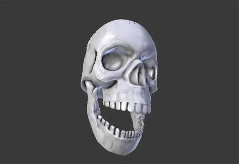 Blender Skull Model – FreeBlenderModels