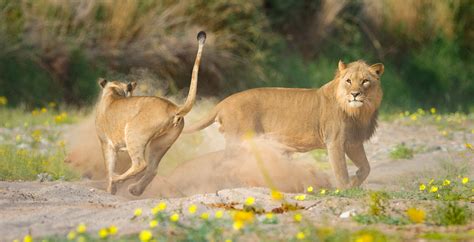 Safari in the Skeleton Coast National Park, Namibia - Journeys by Design