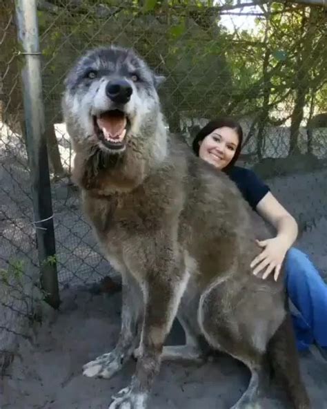 Found the "dire wolf" from Skinwalker Ranch.... : r/LPOTL