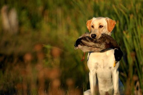 Duck Hunting Stock Photos, Pictures & Royalty-Free Images - iStock