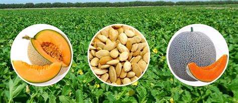 GROW MUSKMELON WITH THE BEST SEEDS FROM FARM KEY