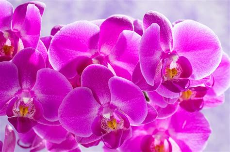 Premium Photo | Purple orchids background