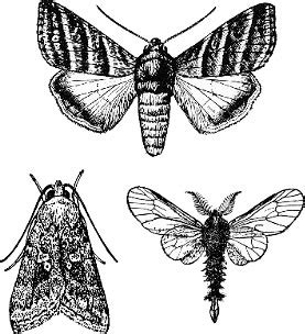 Order Lepidoptera | ENT 425 – General Entomology