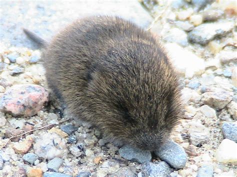 File:Baby meadow vole.jpg - Wikimedia Commons
