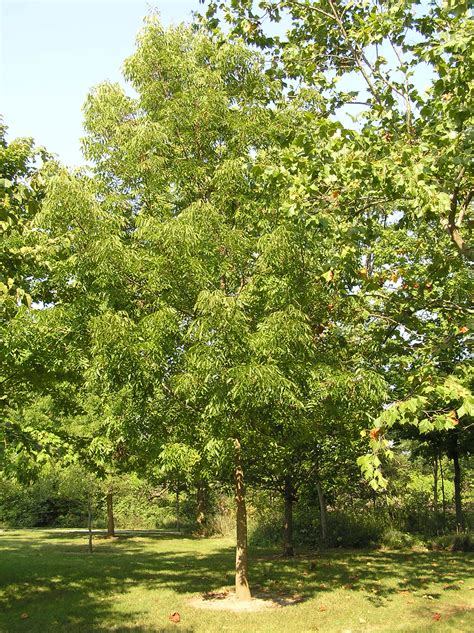 Native Trees of Indiana River Walk