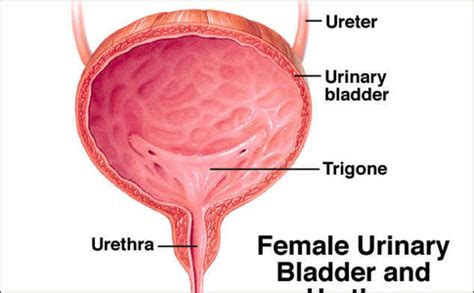 Female Periurethral Glands