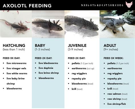 Resources | Axolotl Questions — axolotlquestions.com