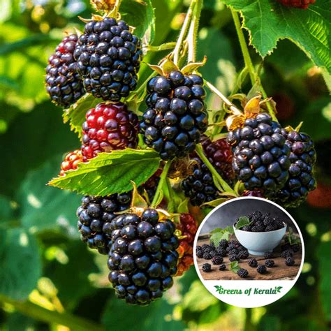 Buy Black Berry (Layer) Fruit Plant Online | Greens Of Kerala