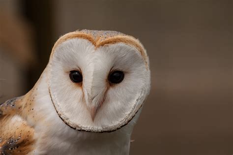 Royalty-Free photo: White and brown owl | PickPik