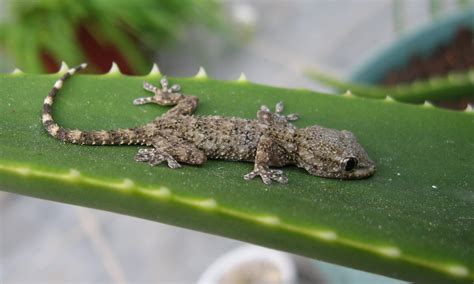 Tout savoir sur le gecko | Costa Rica Découverte