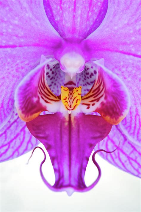 Close-up Of Orchid Flowers Stamen by Robert George Young