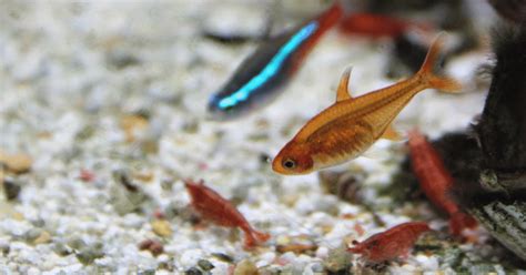 Ember Tetra: The Ultimate Care Guide - Fish Topics