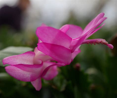 Hirt's Purple Christmas Cactus Plant - Zygocactus - 2" Pot - Walmart.com - Walmart.com