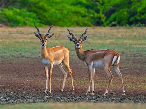 Top 10 National Parks and Wildlife Sanctuaries in Tamil Nadu - Tusk Travel Blog
