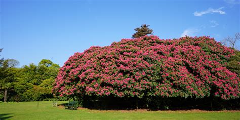 Heligan Estate - Explore the Lost Gardens of Heligan