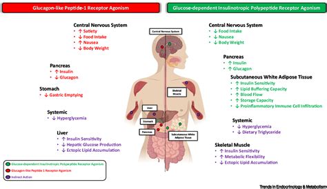 How May GIP Enhance the Therapeutic Efficacy of GLP-1? | Semantic Scholar