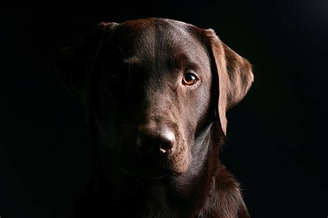 Fonds d'ecran Chien Retriever Fond noir Animaux télécharger photo