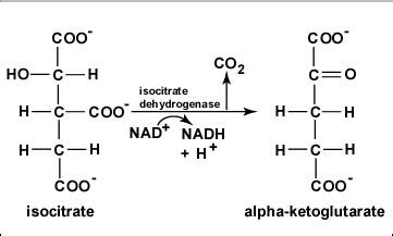 Alpha Ketoglutarate To Succinyl Coa - Brain Mind Article