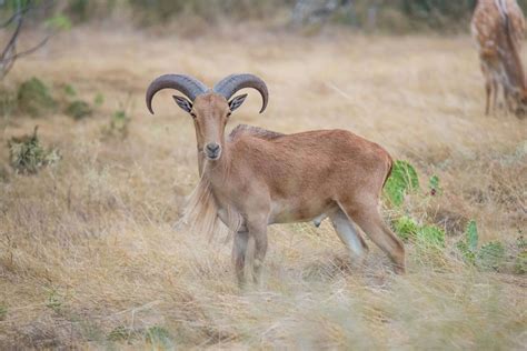 Aoudad or Barbary Sheep Hunting in Texas - Hunting The World