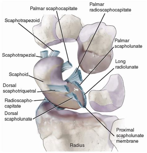 Scaphoid And Lunate Fossa