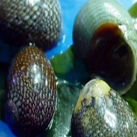 Nerite Snails | Affordable Aquaria