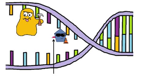 Primase - DNA Replication