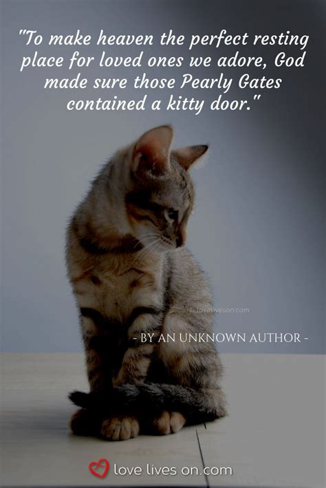 50+ Beautiful Loss of Pet Quotes | Pet quotes cat, Cat quotes funny, Cat quotes