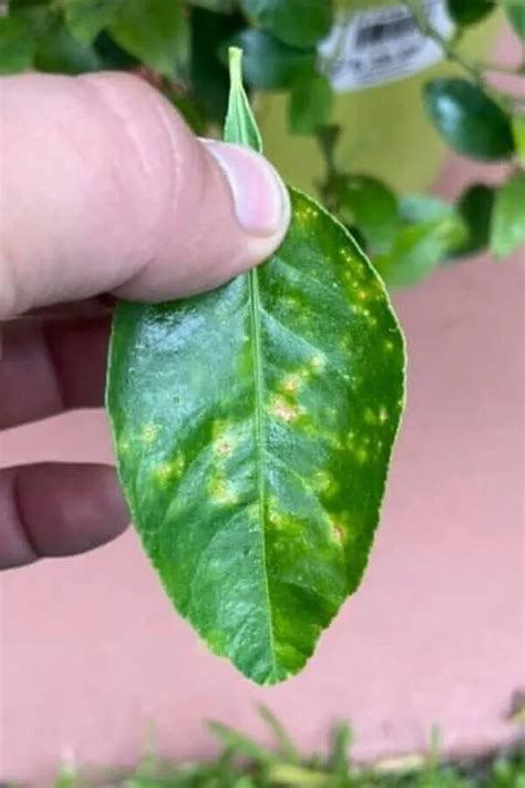 11 Causes Of Yellow Spots On Lemon Tree Leaves (And Treatment) - Garden ...