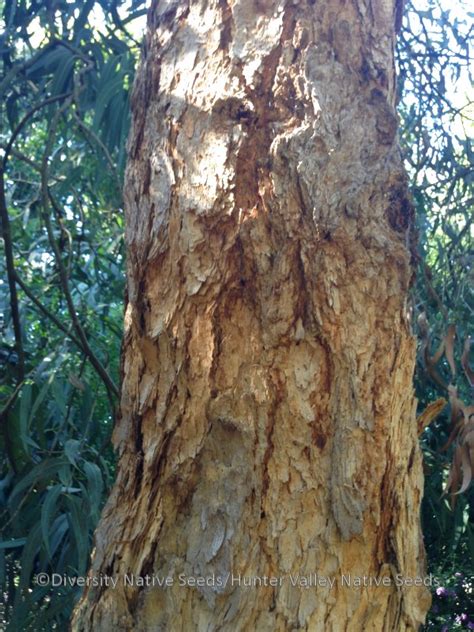 Corymbia eximia. yellow bloodwood - Diversity Native Seeds