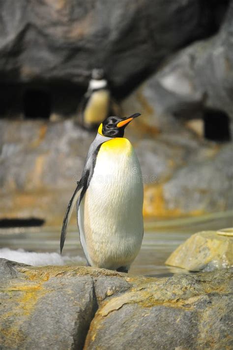 King Penguin in Its Habitat Stock Image - Image of yellow, penguin ...