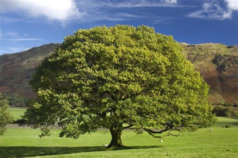 Growing the Columnar English Oak