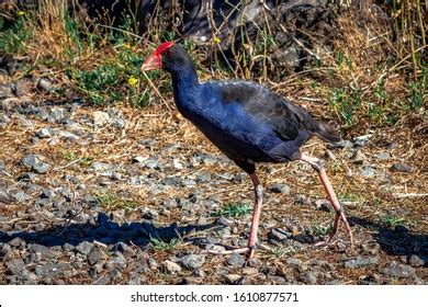 880 Pukeko Birds Images, Stock Photos, 3D objects, & Vectors | Shutterstock