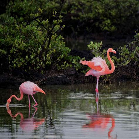 Flamingo Facts – Flaminglet