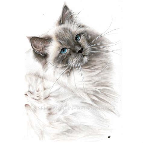 Ragdoll Cat drawing | Cat portraits, Pet portraits, Pet artist