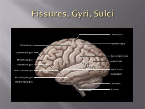 Gyri Sulci And Fissures