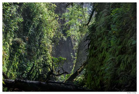 Fern Canyon Trail +Edit | Focal World